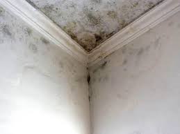 Trusted Arbury Hills, IL Mold Removal Experts